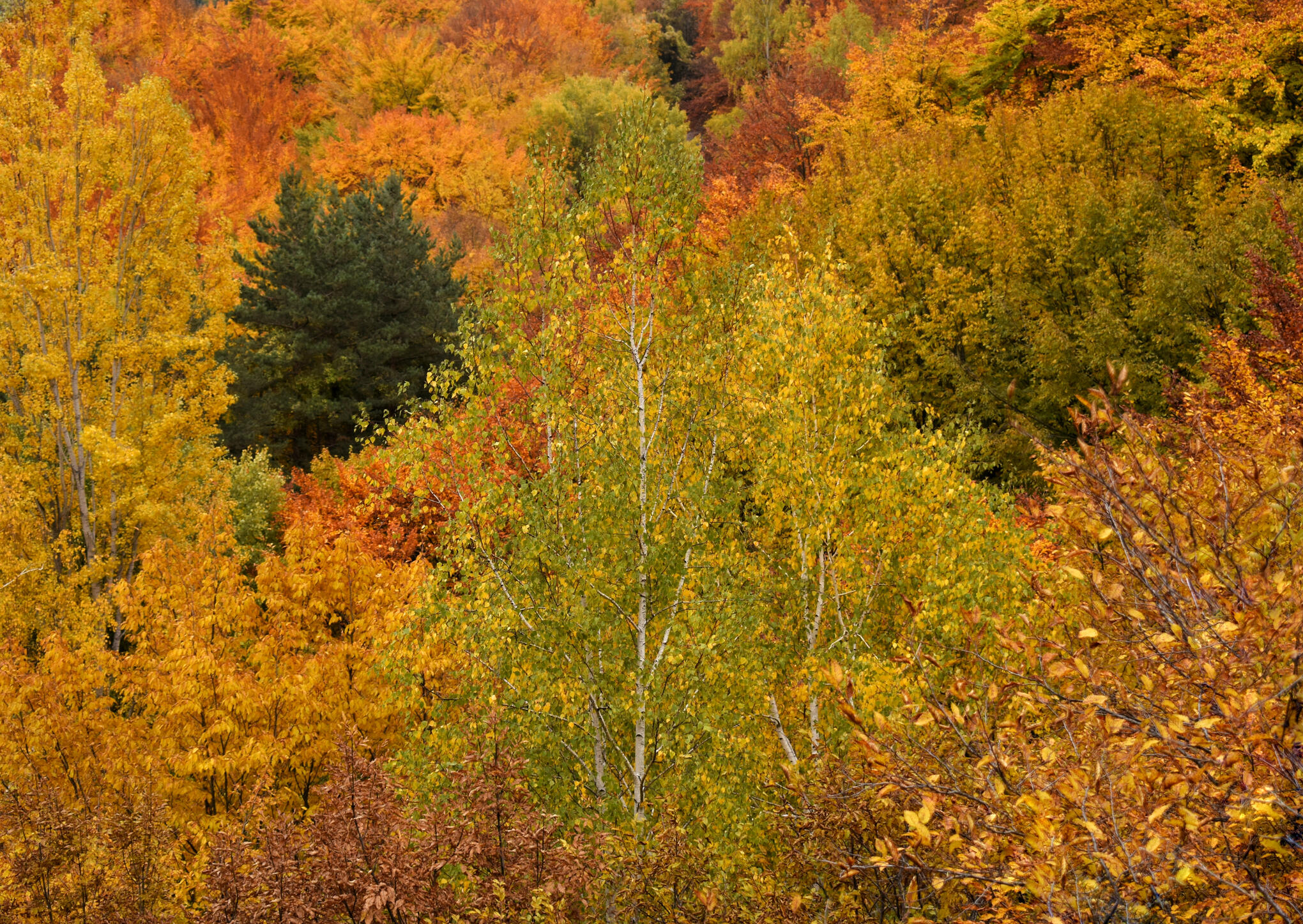 Autumn Forest Autumn Forest